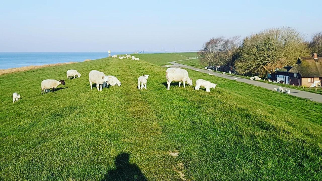 Ferienwohnung Richters Deich-Oase Brokdorf Exterior foto